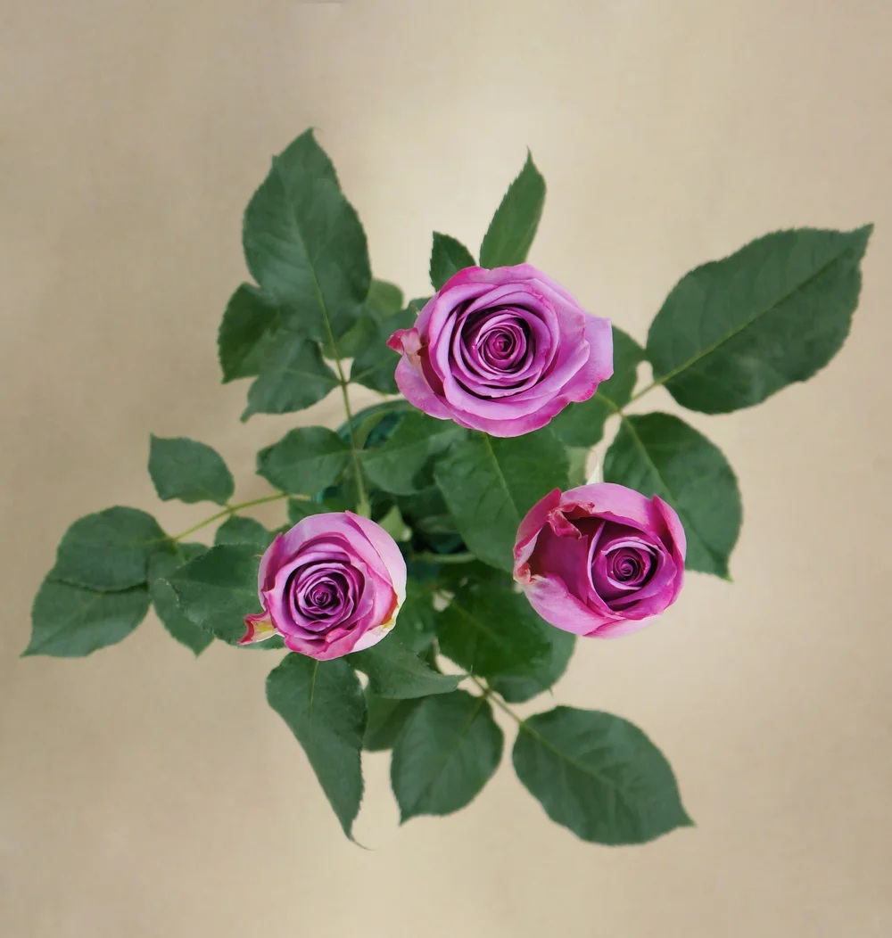 Cool Water rose — top view