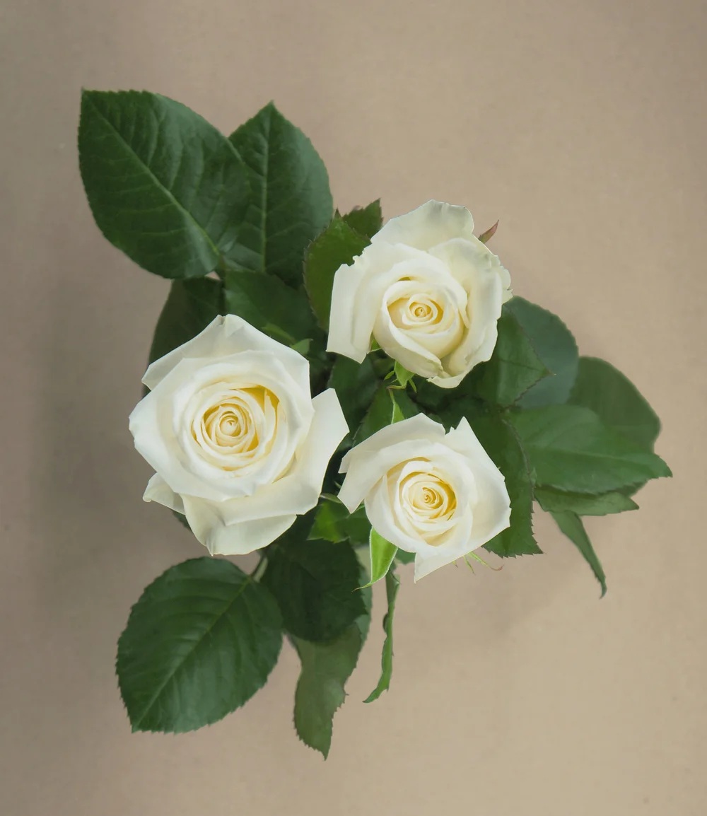 Escimo rose — top view