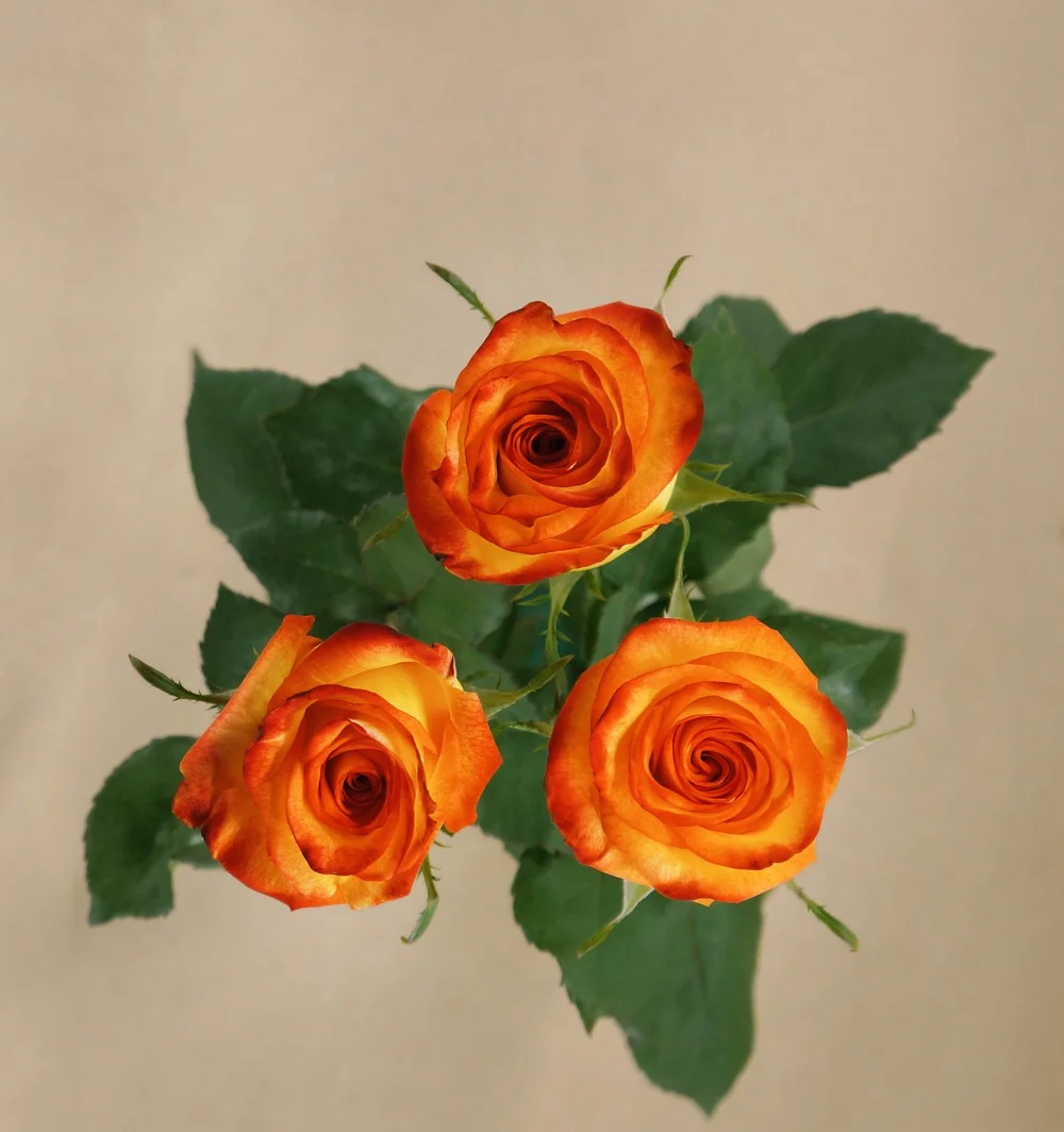 High & Magic rose — top view