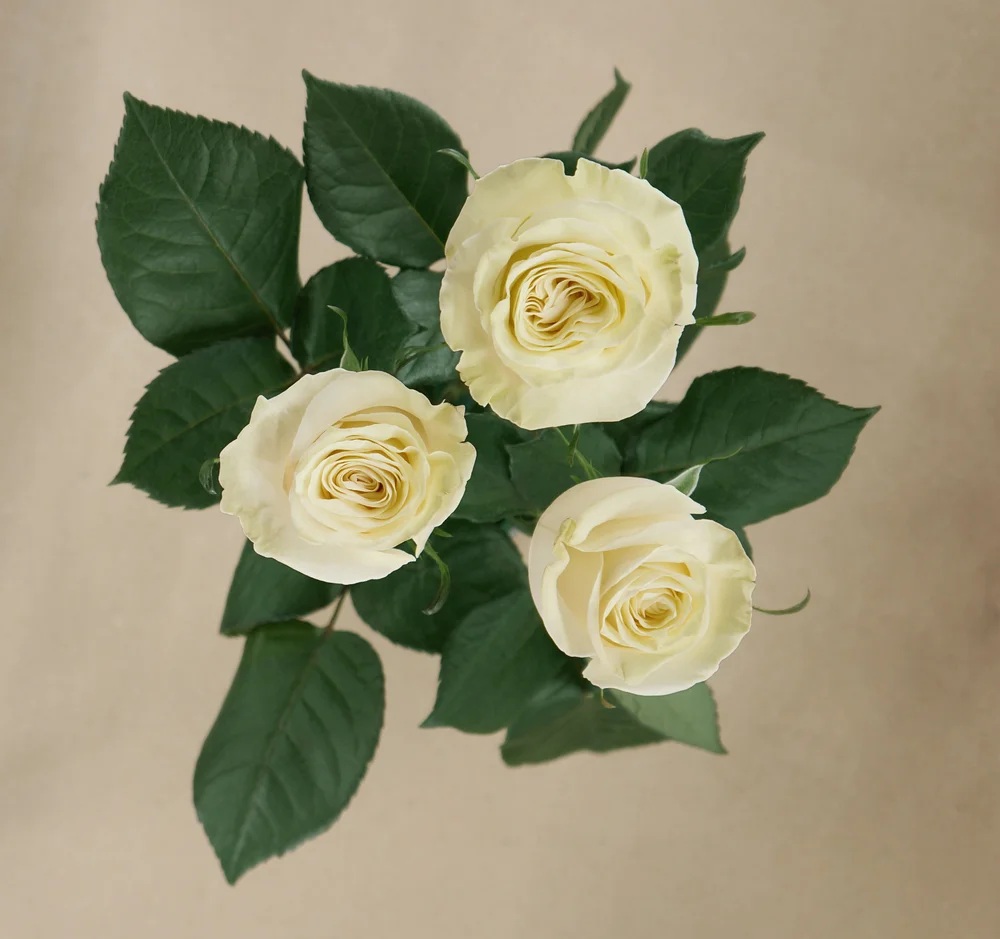 Mondial rose — top view