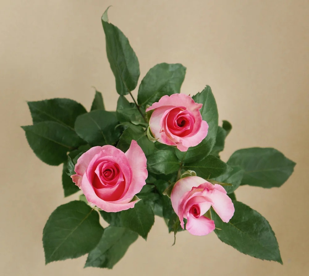 Priceless rose — top view